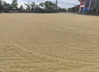 ติดตามโครงการรวบรวมข้าวเปลือก ปีการผลิต 2568/69 ... พารามิเตอร์รูปภาพ 6